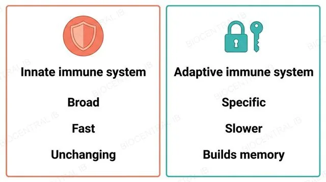 A flat two-panel comparison diagram, left panel labeled Innate immune system broad fast unchanging with a generic shield icon, right panel labeled Adaptive immune system specific slower builds memory with a lock-and-key icon, no other labels