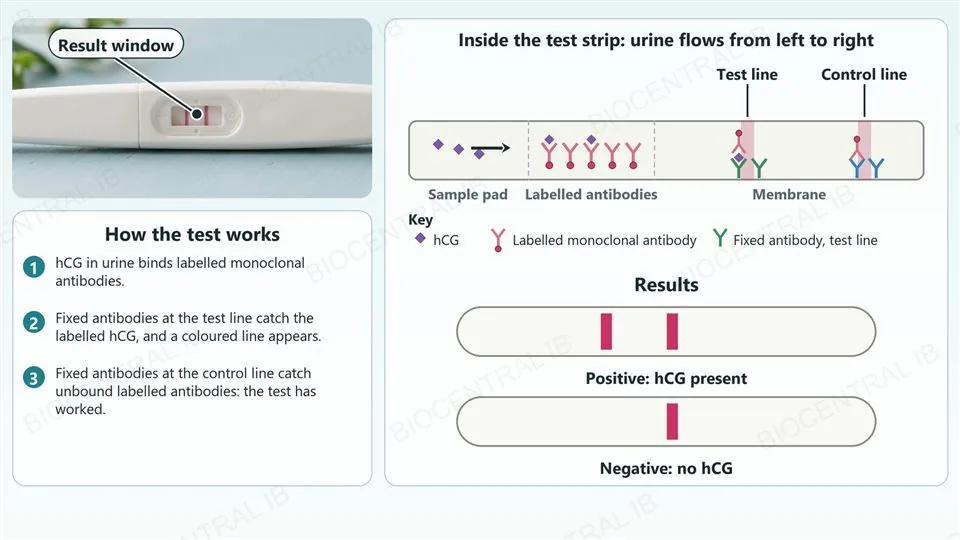 A photograph of a home pregnancy test stick showing two lines, beside a diagram of the test strip: urine flows past labelled antibodies that bind hCG, fixed antibodies at the test line catch the labelled hCG and make a coloured line, and a control line catches unbound labelled antibodies. Below, a positive result has two lines and a negative result has only the control line.