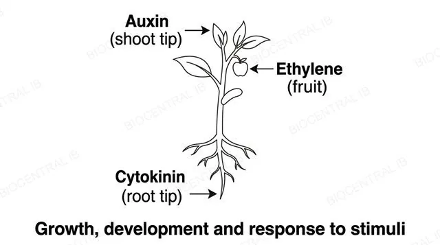 A whole seedling outline with arrows pointing to the shoot tip, root tip and a fruit, labeled auxin shoot tip, cytokinin root tip, ethylene fruit and growth development and response to stimuli