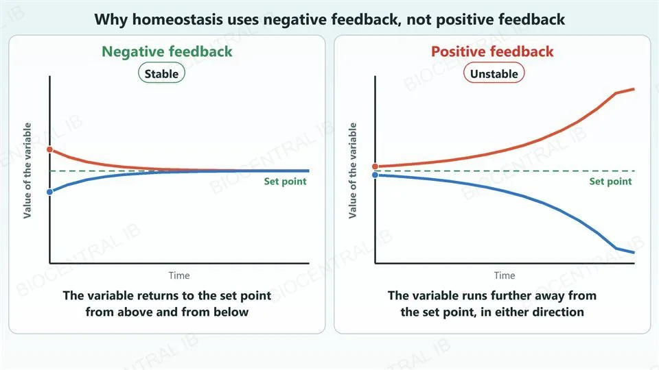 Two graphs side by side, each with a dashed set point line and two curves that start slightly above and slightly below it. In the negative feedback graph, labelled stable, both curves return to the set point. In the positive feedback graph, labelled unstable, the curve that started above climbs steadily away upward and the curve that started below falls steadily away downward.