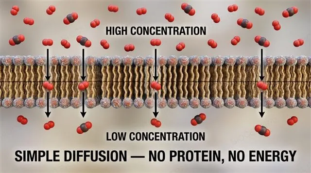 Oxygen and carbon dioxide diffusing down their concentration gradient straight through a phospholipid bilayer, with no protein and no energy, labeled