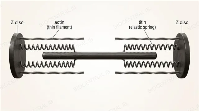 A stretched sarcomere with the elastic protein titin shown as a coiled spring running from the Z disc to the myosin filament, labeled