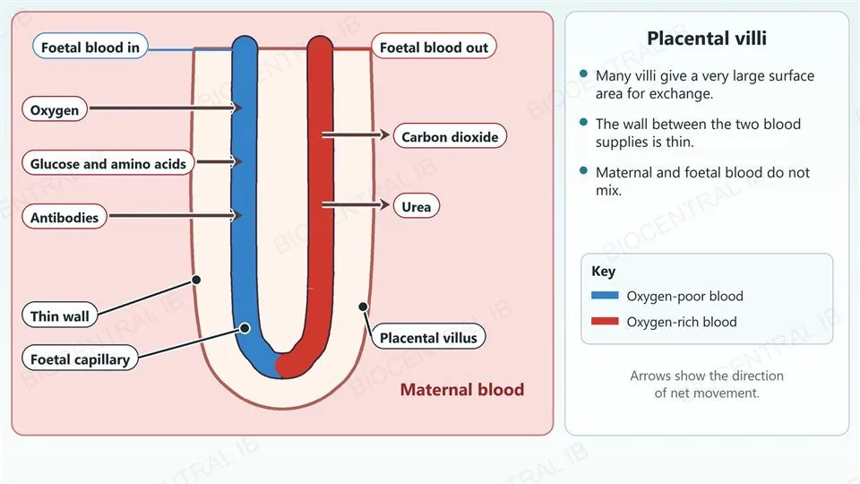 A diagram of one placental villus containing a foetal capillary, surrounded by maternal blood, with arrows across the thin wall: oxygen, glucose, amino acids and antibodies moving from maternal blood to the foetus, and carbon dioxide and urea moving from the foetus to the mother. Foetal and maternal blood do not mix.