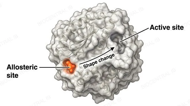An enzyme molecule diagram showing two distinct labeled sites, a pocket-shaped active site on one part of the surface and a separate allosteric site elsewhere on the surface with an inhibitor molecule bound there, with an arrow showing the resulting shape change distorting the active site