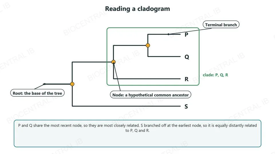 A cladogram of P, Q, R and S labelled with the root at its base, nodes as hypothetical common ancestors and a terminal branch leading to P. A box shows the clade P, Q and R. P and Q share the most recent node; S branched off at the earliest node