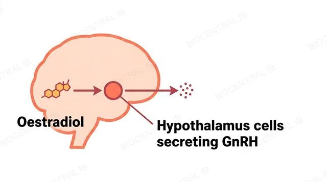 A simplified brain outline with the hypothalamus highlighted, oestradiol binding that region with a single-direction arrow, labeled oestradiol and hypothalamus cells secreting GnRH