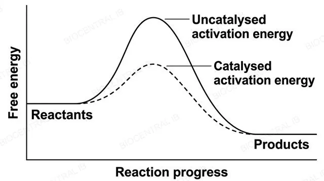 An energy profile graph with free energy on the y axis and reaction progress on the x axis, showing reactants and products at the same two energy levels for both curves, one curve with a tall hump labeled uncatalysed activation energy and a second lower curve with a shorter hump labeled catalysed activation energy