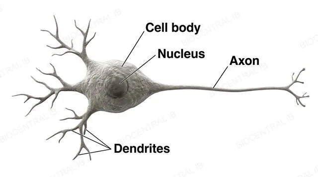 A generalized neuron showing the cell body with nucleus, one long axon, and multiple shorter dendrites projecting from the cell body, labeled cell body, nucleus, axon and dendrites