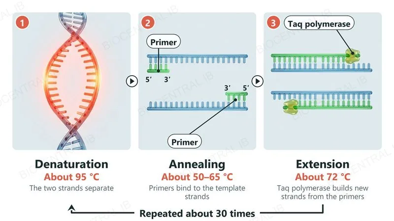 Three steps of PCR shown as photographic renders: 1 denaturation at about 95 degrees Celsius separates the strands, 2 annealing at about 50 to 65 degrees lets primers bind, 3 extension at about 72 degrees lets Taq polymerase build new strands from the primers; the cycle is repeated about 30 times