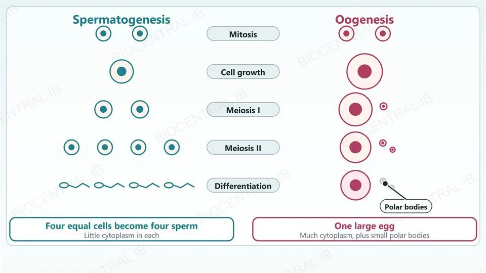 Two parallel pathways. Spermatogenesis: a diploid cell divides by mitosis, grows, undergoes meiosis I and meiosis II, giving four equal cells that differentiate into four small sperm. Oogenesis: a diploid cell divides by mitosis, grows large, and meiosis I and II divide the cytoplasm unequally, giving one large egg and small polar bodies that degenerate.