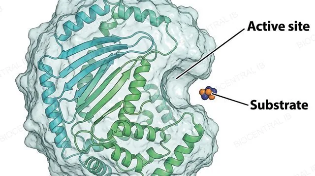 A detailed enzyme molecule rendered as a folded globular protein with a visible pocket-shaped active site on its surface, a small substrate molecule approaching the pocket, labeled active site and substrate