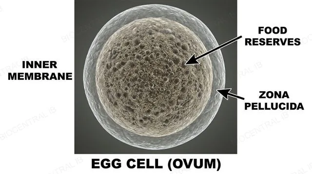A large egg cell with cytoplasmic food reserves and a surrounding zona pellucida layer, labeled