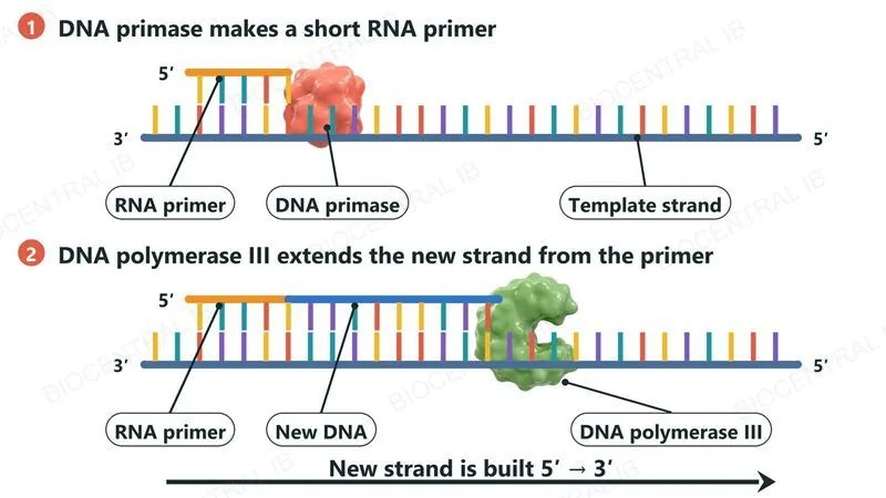 Step 1: DNA primase makes a short RNA primer on the template strand. Step 2: DNA polymerase III extends the new DNA strand from the primer, always 5 prime to 3 prime