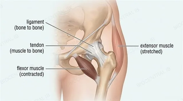 The human hip joint showing ligaments connecting femur to pelvis and tendons connecting muscle to bone, with flexor and extensor muscles crossing the joint as an antagonistic pair, labeled