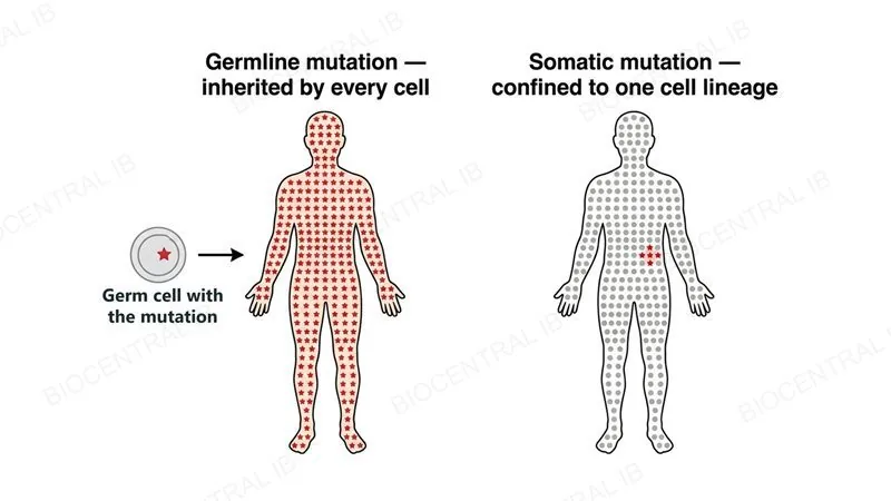 A germ cell carrying a mutation gives a body in which every cell carries it (germline mutation), compared with a body in which the mutation is confined to one small group of cells descended from a single cell (somatic mutation)