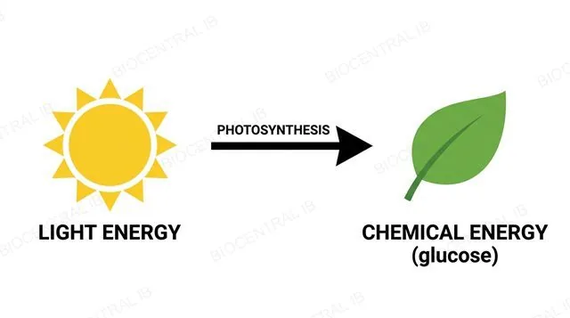 Diagram of light energy transforming into chemical energy stored in glucose during photosynthesis, labeled