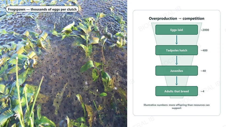 Left, a real photograph of frogspawn, thousands of eggs in shallow water among pond weed, labelled thousands of eggs per clutch. Right, a narrowing funnel diagram with four stages: eggs laid about 2000, tadpoles hatch about 400, juveniles about 40, adults that breed about 4, each stage narrower than the last, captioned illustrative numbers, more offspring than resources can support.
