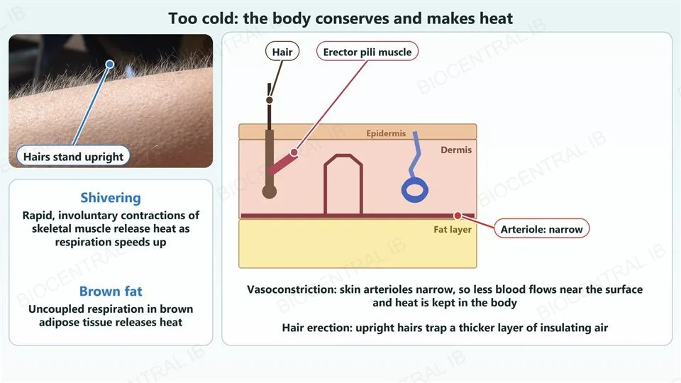 Left, a real close-up photograph of a forearm with goose bumps, the fine hairs standing upright, with a label and leader dot pointing at the upright hairs, and a card noting that shivering releases heat and that uncoupled respiration in brown adipose tissue releases heat. Right, a labelled cross-section of skin in the cold. The arteriole along the base of the dermis is narrow, the hair stands upright, and the erector pili muscle attached to the hair follicle is contracted and thick. Labels with leader dots name the hair, the erector pili muscle and the narrow arteriole. Text says vasoconstriction means less blood flows near the surface and heat is kept, and upright hairs trap insulating air.