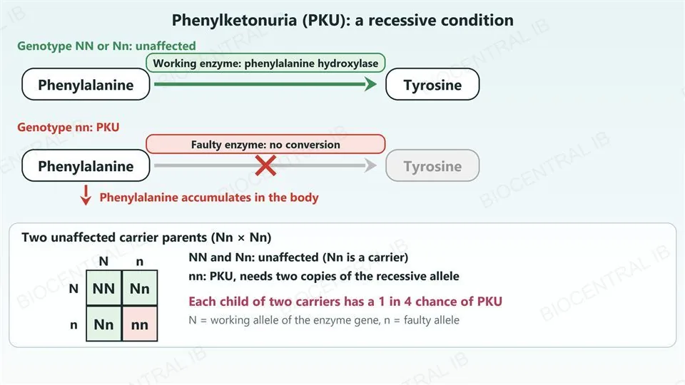 Top, two pathways. With genotype NN or Nn a working enzyme, phenylalanine hydroxylase, converts phenylalanine to tyrosine. With genotype nn the enzyme is faulty, the arrow to tyrosine is crossed out and phenylalanine accumulates in the body. Bottom, a Punnett grid of two carrier parents Nn by Nn giving NN, Nn, Nn and nn: nn has PKU, so there is a 1 in 4 chance of an affected child.