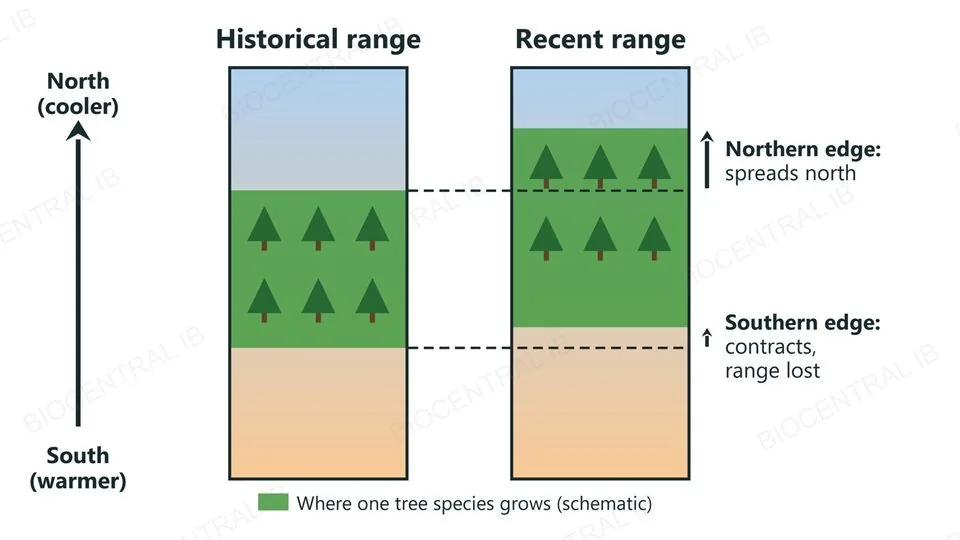 Two north-south strips representing the historical and recent range of a tree species: the recent range has its southern edge moved slightly north (contraction) and its northern edge moved further north (spread)