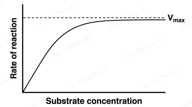 A line graph of reaction rate on the y axis against substrate concentration on the x axis, showing rate rising steeply at low concentration then levelling off into a flat plateau, with a dashed horizontal line marking the plateau labeled Vmax