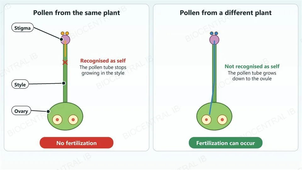 Two flowers side by side. Left, pollen from the same plant lands on the stigma, is recognised as self, and its pollen tube stops growing in the style, so there is no fertilization. Right, pollen from a different plant is not recognised as self, its pollen tube grows down the style to the ovule and fertilization occurs.