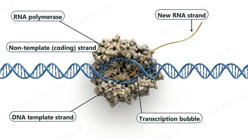 A 3D molecular render of RNA polymerase, a large bumpy enzyme, sitting on a DNA double helix. Inside the enzyme the two DNA strands are separated into a transcription bubble, with the non-template (coding) strand above and the DNA template strand below, and one single new RNA strand leaves the enzyme.