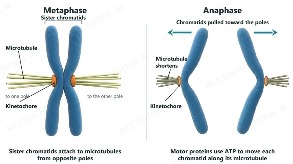 Two labeled views of one chromosome and its spindle microtubules. Left, metaphase: an X-shaped chromosome whose two sister chromatids each carry an orange kinetochore facing opposite directions, each attached to a bundle of microtubules running to its own spindle pole. Right, anaphase: the chromatids have separated; each is bent like a V with its kinetochore at the tip pointing toward its own pole, attached to a shorter bundle of microtubules, and is being pulled toward that pole.