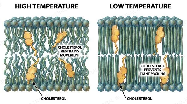 Cholesterol wedged between phospholipid tails, restraining movement at high temperature and preventing stiffening at low temperature, labeled