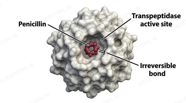 A diagram showing a penicillin molecule binding into the active site of a bacterial transpeptidase enzyme, with a labeled arrow showing an irreversible chemical bond forming permanently between the inhibitor and the active site, labeled mechanism-based inhibition