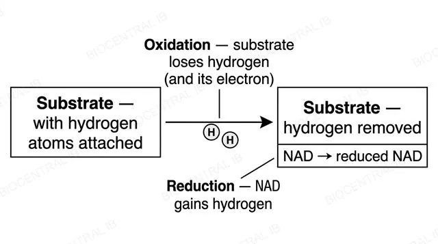 Diagram showing a substrate being oxidised as it loses hydrogen, which NAD accepts, becoming reduced NAD