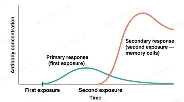 A flat line-graph diagram of antibody concentration against time after two exposures, showing a low slow-rising primary response curve after the first exposure labeled Primary response first exposure, and a distinctly higher, faster-rising secondary response curve after the second exposure labeled Secondary response second exposure memory cells, x-axis labeled Time and y-axis labeled Antibody concentration, the secondary curve clearly higher and faster than the primary curve with no other curves