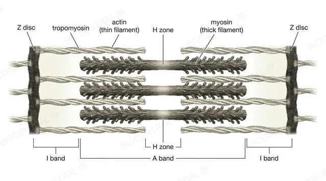 A relaxed myofibril's sarcomere labeled exactly as in the IB data booklet: Z disc, actin (thin filament), myosin (thick filament), tropomyosin, I band, H zone, A band, clean scientific diagram