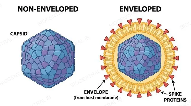 Comparison of a non-enveloped virus (bare capsid) and an enveloped virus with a lipid envelope and spike proteins