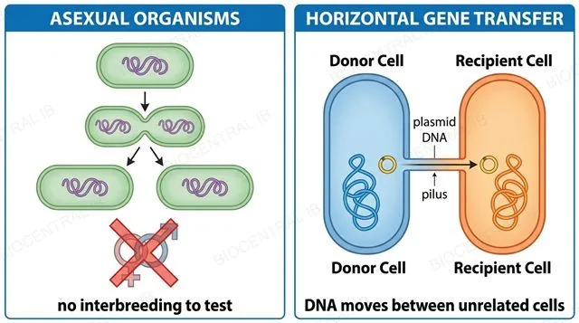 Two-panel diagram: asexual organisms have no interbreeding to test, and horizontal gene transfer moves DNA between unrelated bacterial cells