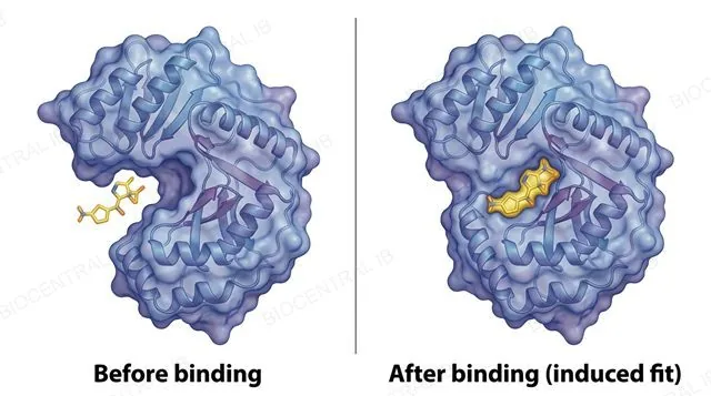 Two-panel diagram of the same enzyme active site, left panel labeled before binding showing an approximately shaped pocket near a substrate, right panel labeled after binding (induced fit) showing the pocket slightly reshaped tightly around the substrate