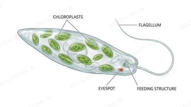 A Euglena cell shown in microscopy style with its chloroplasts labeled, its flagellum labeled, its eyespot labeled and its feeding structure labeled
