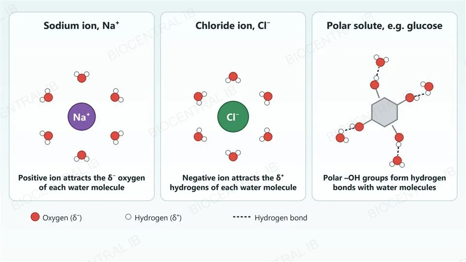 Three panels showing water molecules around dissolved particles: a sodium ion surrounded by six water molecules with their red oxygen atoms facing the ion, a chloride ion surrounded by six water molecules with their white hydrogen atoms facing the ion, and a polar solute with four hydroxyl groups joined to nearby water molecules by dashed hydrogen bonds, with a legend for oxygen, hydrogen and hydrogen bond.