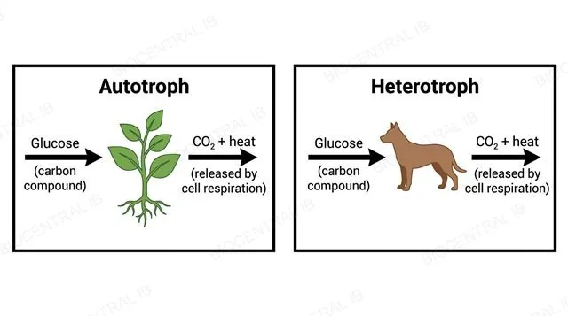 A flat two-panel diagram, left panel a plant labeled autotroph, right panel an animal labeled heterotroph, each with one arrow labeled glucose carbon compound pointing in and one arrow labeled CO2 plus heat released by cell respiration pointing out