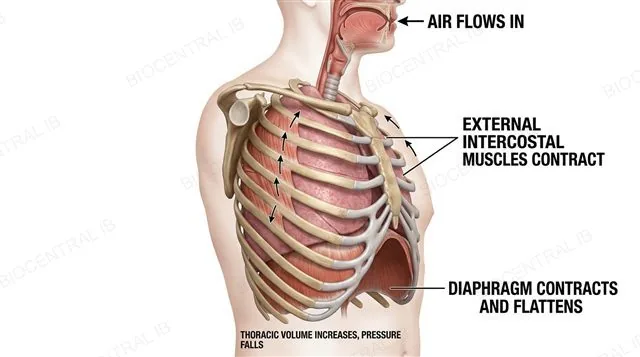 A cross section of the thorax during inspiration with the diaphragm contracted and flattened, the ribcage lifted up and out by contracted external intercostal muscles, and an arrow showing air flowing into the lungs, labeled