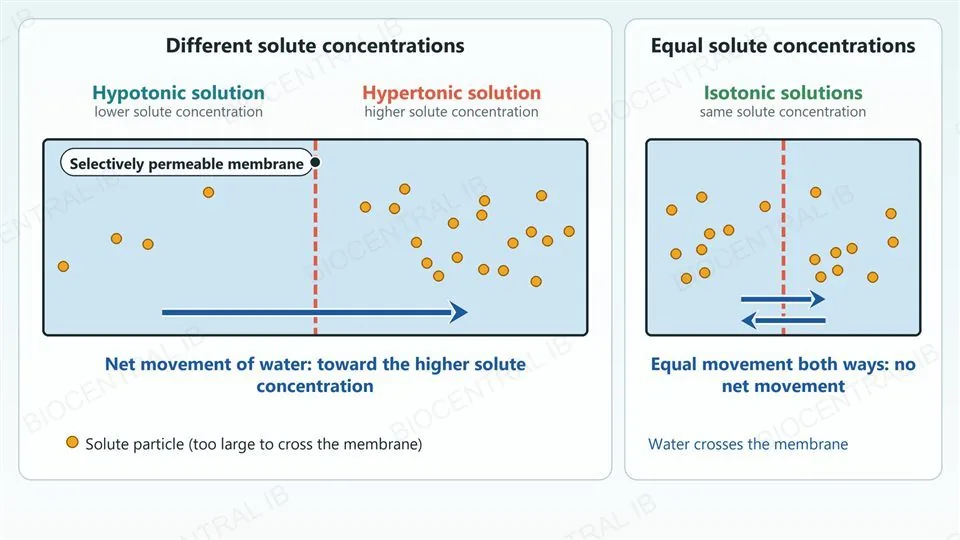 A chamber split by a dashed membrane with a hypotonic solution on the left holding four solute particles and a hypertonic solution on the right holding eighteen, and a long arrow showing net movement of water toward the higher solute concentration; beside it, an isotonic chamber with nine particles on each side and two equal opposite arrows meaning no net movement.