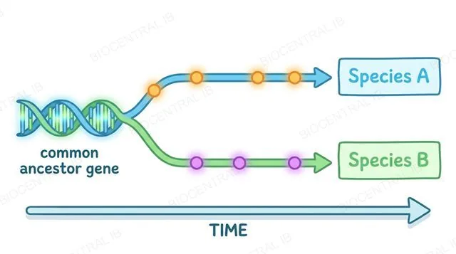 A gene sequence diverging into two species over time, accumulating mutations