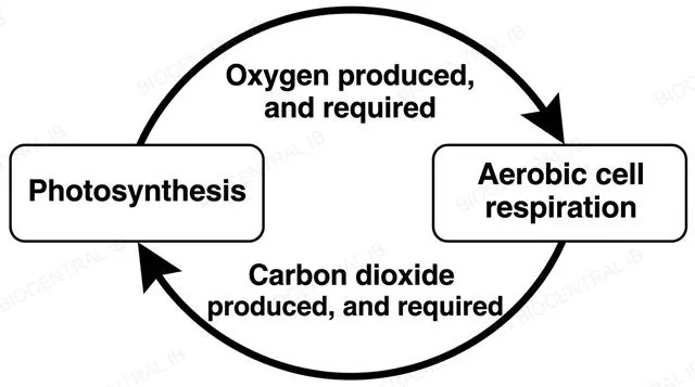A flat diagram with two boxes, photosynthesis and aerobic cell respiration, connected by two curved arrows forming a cycle, one labeled oxygen produced and required and one labeled carbon dioxide produced and required