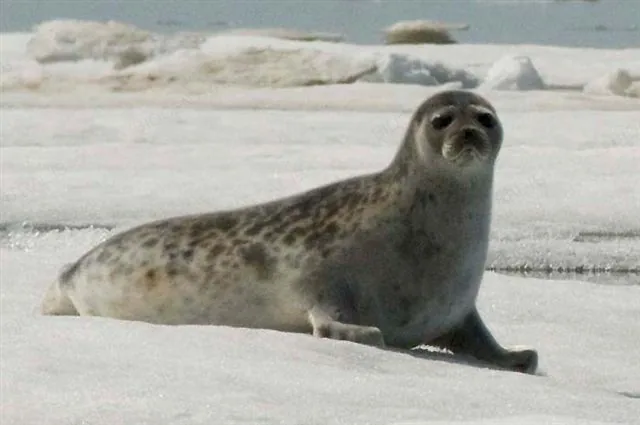 A real photograph of a ringed seal resting on Arctic ice
