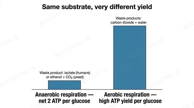 Bar-style diagram comparing the low ATP yield of anaerobic respiration with the high ATP yield of aerobic respiration, with waste products labeled