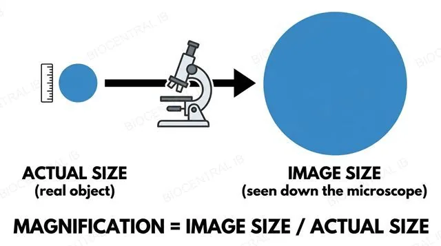 Diagram illustrating the magnification formula: image size divided by actual size