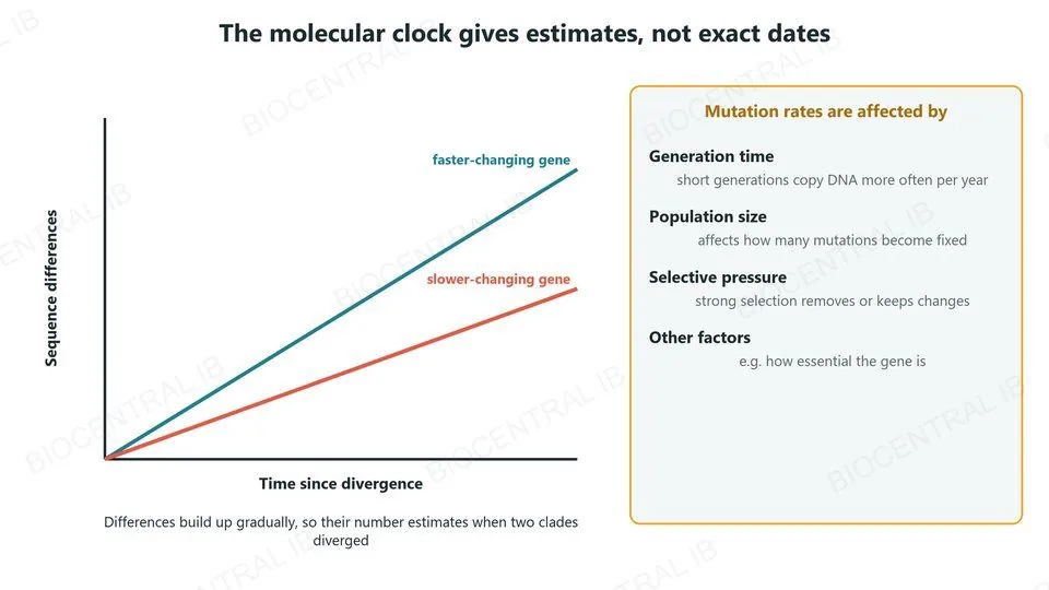 A graph of sequence differences against time since divergence: a faster-changing gene gives a steeper straight line than a slower-changing gene. A panel lists what affects mutation rates: generation time, population size, selective pressure and other factors such as how essential the gene is