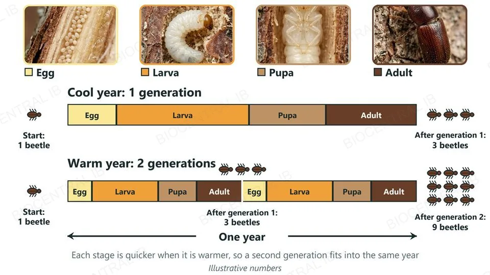 Photographs of the four life stages of the spruce bark beetle (egg, larva, pupa, adult) above two timelines of one year using the same stage colours: a cool year with one generation in which 1 beetle becomes 3, and a warm year with two shorter generations in which 1 becomes 3 and then 9, using illustrative numbers