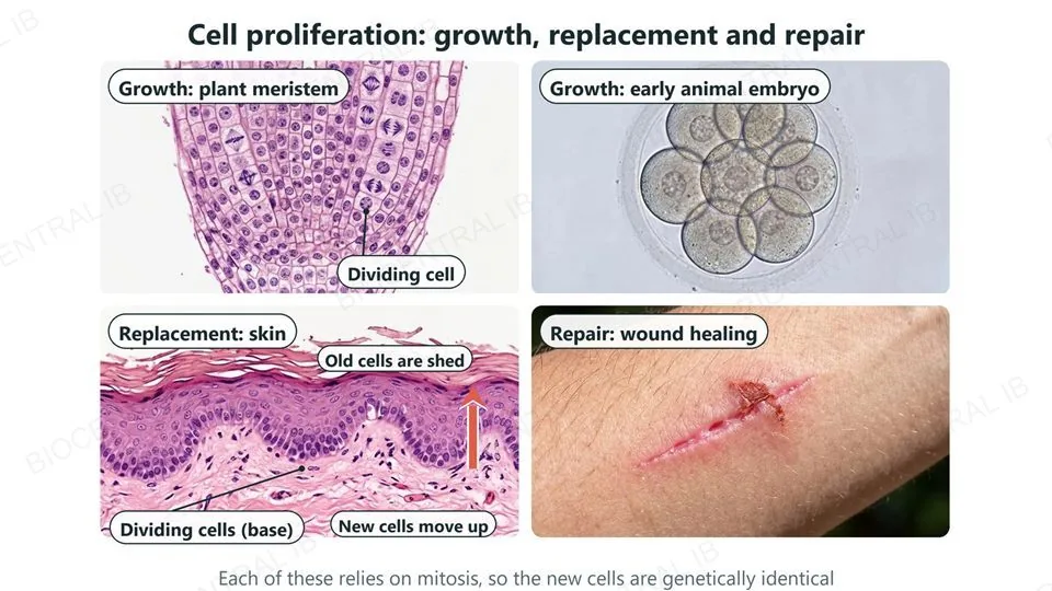 Four labeled photographs of cell proliferation: a plant root tip where meristem cells are dividing, for growth; an early animal embryo of eight cells, for growth; a section of skin with dividing cells at the base, new cells moving up and old surface cells being shed, for replacement; and a healing cut on an arm, for repair.