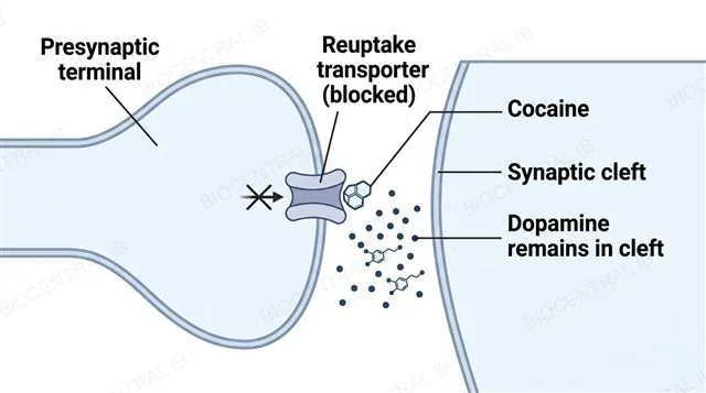 A presynaptic terminal with a reuptake transporter protein blocked by a cocaine molecule, and dopamine molecules accumulating in the synaptic cleft with a crossed-out arrow showing blocked reuptake, labeled reuptake transporter blocked, cocaine and dopamine remains in cleft